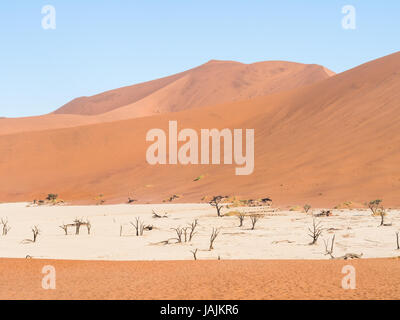 Tote Camelthorn (Acacia Erioloba) Bäume im Dead Vlei, Namib-Naukluft-Nationalpark, Namibia Stockfoto