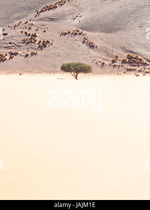 Baum wächst auf der Düne 45 (Ansicht von oben) in der Wüste Namib, Namib-Naukluft-Nationalpark, Namibia. Stockfoto