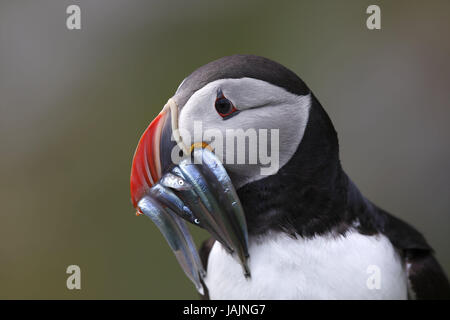 Papagei, Schnabel, Taucher, Fische, Porträt auf der Seite Vogels Art Vogel Papagei Taucher Papagei Taucher Futter Alken Olefin Vögel, Tiere, Norwegen, Skandinavien, Stockfoto