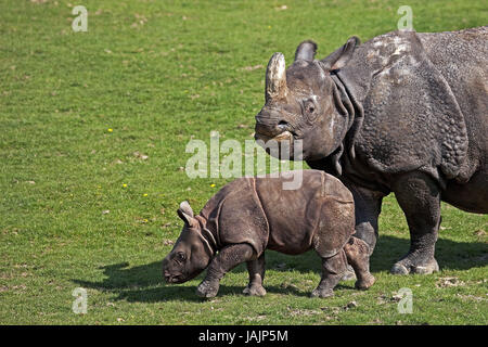 Indischen gepanzerten Nashorn oder Panzernashorn, Rhinoceros Unicornis, Mutter Tier, Kalb, Stockfoto