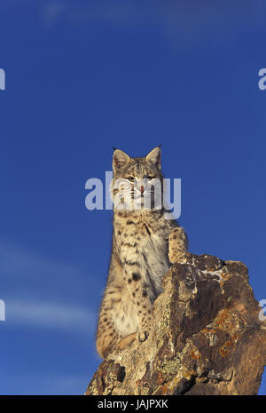 Roter Luchs Lynx Rufus, Felsen, Kanada, Stockfoto