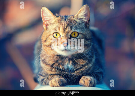 Porträt einer Katze liegend im Freien im Hof Stockfoto