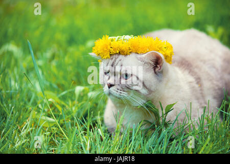 Porträt einer Katze, sitzen in der Wiese, gekrönt mit Löwenzahn Rosenkranz Stockfoto