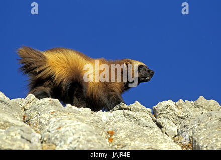 Nordamerikanische Wolverine, Gulo Gulo Luscus, Felsen, Kanada, Stockfoto