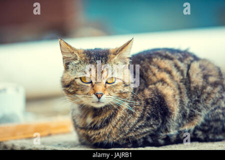 Porträt einer Katze liegend im Freien im Hof Stockfoto