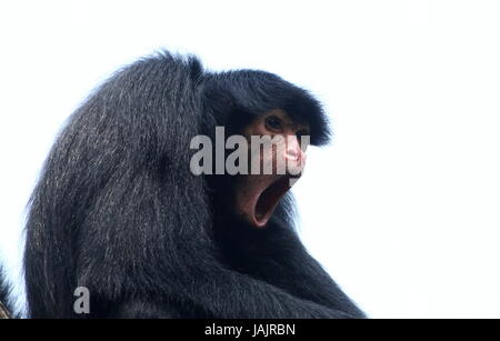 South American Red konfrontiert schwarz Klammeraffe (Ateles Paniscus) aka Guayana Klammeraffe. Stockfoto