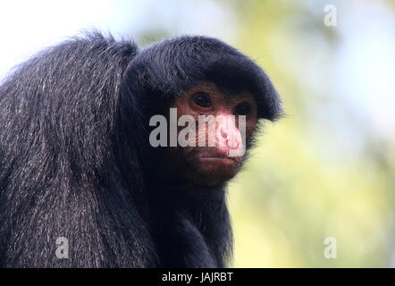 South American Red konfrontiert schwarz Klammeraffe (Ateles Paniscus) aka Guayana Klammeraffe. Stockfoto