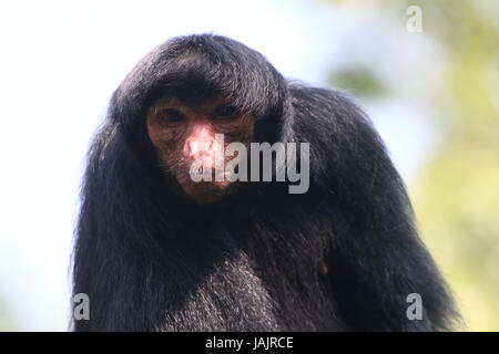 South American Red konfrontiert schwarz Klammeraffe (Ateles Paniscus) aka Guayana Klammeraffe. Stockfoto