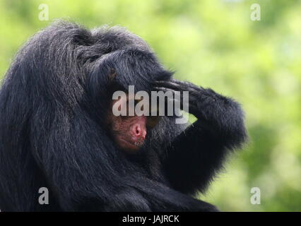 South American Red konfrontiert schwarz Klammeraffe (Ateles Paniscus) aka Guayana Klammeraffe. Stockfoto