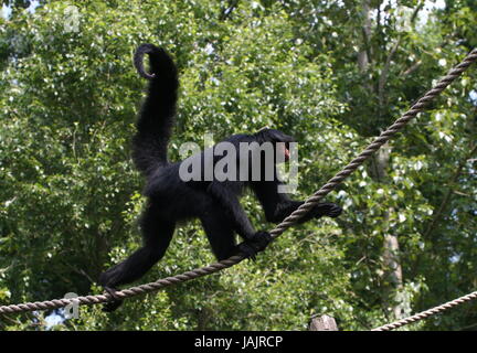 Schmalen Grat wandern südamerikanischen Red-Faced schwarze Klammeraffe (Ateles Paniscus) aka Guayana Klammeraffe. Stockfoto