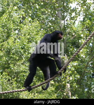 Schmalen Grat wandern südamerikanischen Red-Faced schwarze Klammeraffe (Ateles Paniscus) aka Guayana Klammeraffe. Stockfoto