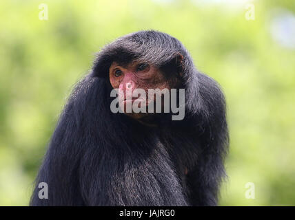 South American Red konfrontiert schwarz Klammeraffe (Ateles Paniscus) aka Guayana Klammeraffe. Stockfoto