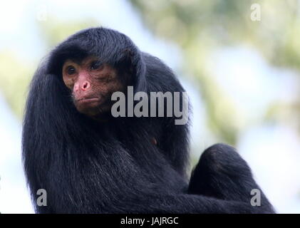 South American Red konfrontiert schwarz Klammeraffe (Ateles Paniscus) aka Guayana Klammeraffe. Stockfoto