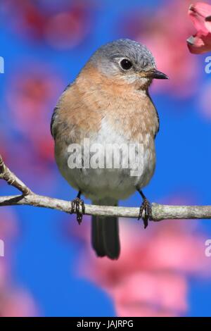 Weibliche östliche Bluebird (Sialia Sialis) in einem Hartriegel Baum mit Blüten Stockfoto