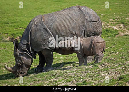 Indischen gepanzerten Nashorn oder Panzernashorn, Rhinoceros Unicornis, Mutter Tier, Kalb, Stockfoto