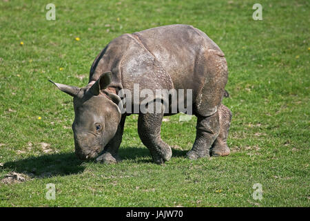 Indischen gepanzerten Nashorn oder Panzernashorn, Rhinoceros Unicornis, Kalb, Rasen, Stockfoto