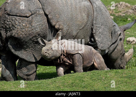 Indischen gepanzerten Nashorn oder Panzernashorn, Rhinoceros Unicornis, Weibchen, Kalb, Stockfoto