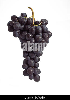 Muscat-Traube, Black Muscat oder Moscato Tu Amburgo, Vitis Vinifera, weißer Hintergrund, Stockfoto