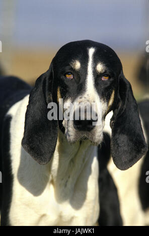 Der große Anglo-Französisch schwarz-weißen Duft Hound, Porträt, Stockfoto