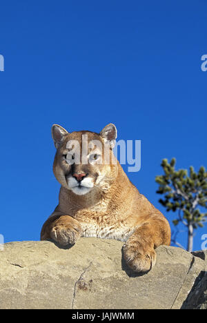 Puma, Puma Concolor, Felsen, Montana, Stockfoto