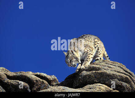 Roter Luchs Lynx Rufus, Felsen, Kanada, Stockfoto