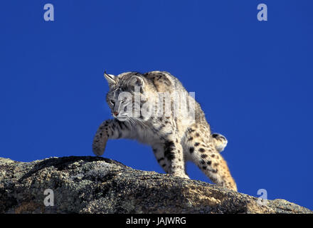 Roter Luchs Lynx Rufus, Felsen, Kanada, Stockfoto