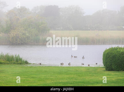 nebligen Tag auf eine im inland Teich mit Enten und Rehen. Stockfoto