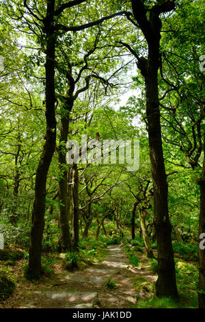 Weg durch Bäume in der Nähe von Padley Schlucht, Peak District, UK Stockfoto