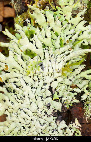 Flechten auf Fichte Run Creek Trail, Clatsop State Forest, Oregon Stockfoto