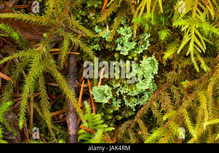 Flechten Sie mit Bärlapp entlang Fichte Run Creek Trail, Clatsop State Forest, Oregon Stockfoto