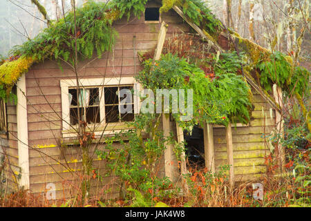 Überwucherte Haus, Jewell, Clatsop County, Oregon Stockfoto