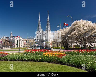 Basilika Notre-Dame Kathedrale, blühenden Bäumen in Tulpen in einem Park im Frühjahr 2017 während das Tulpenfest in Ottawa, Ontario, Kanada. 2017 Stockfoto