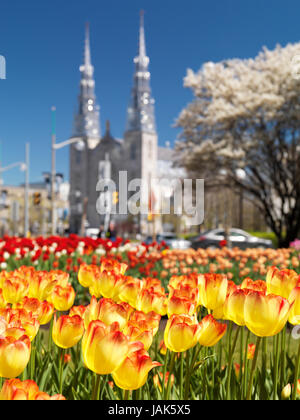 Leuchtend bunte Tulpen mit Basilika Notre-Dame Kathedrale im Hintergrund während das Tulpenfest in Ottawa, Ontario, Kanada. Mai 2017 Stockfoto