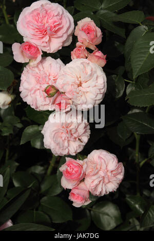 Romantische Strauchrose Stockfoto