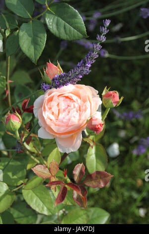 Romantische Rose Mit Lavendel Stockfoto