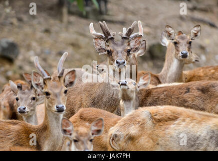 Gruppe von männlichen und weiblichen Rusahirsch Stockfoto