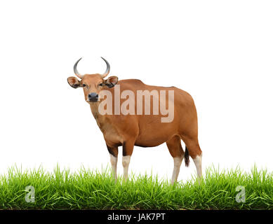 Banteng mit grünen Rasen isoliert auf weißem Hintergrund Stockfoto