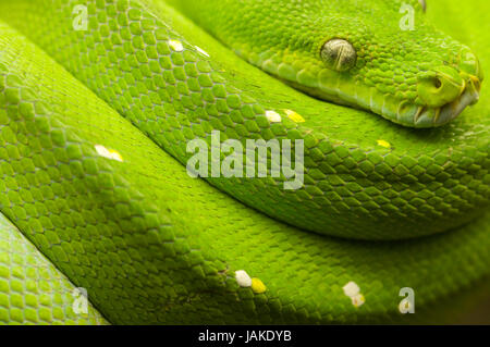 Nahaufnahme Einer Grüner Baumpython (Morelia Viridis) in Ruhestellung Auf Einem Ast Mit Blick in Die Kamera Stockfoto