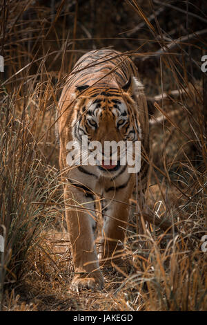 Bengal Tiger geht in Richtung Kamera in Rasen Stockfoto