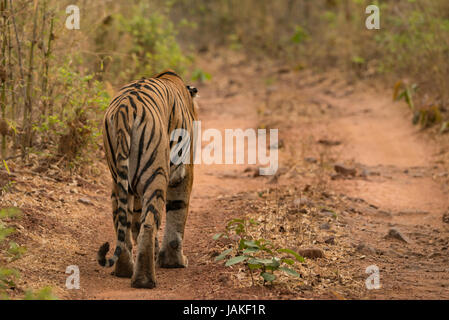 Bengal Tiger geht Weg entlang Wald Stockfoto