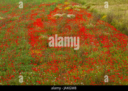 Blühender Roter Mohn Blumen Im Feld Sommer Im Freien Landschaft hintergrund Stockfoto