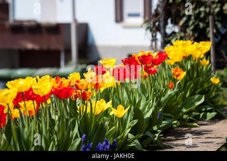 Branchentelefonbuch auswendigen Frische Tulpen Frühling Im Freien Objekt Blumen makro Stockfoto