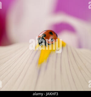 Ein Marienkäfer Sitzt Auf der Blüte Einer Orchidee Stockfoto