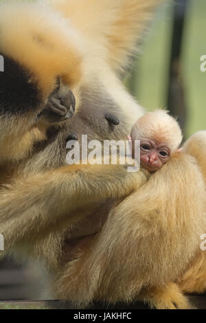 Einzigartige Nahaufnahme des Lar Gibbon (Hylobates Lar) mit tierischen Baby. Stockfoto