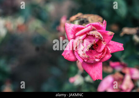 Eine sterbende Rose Stockfoto