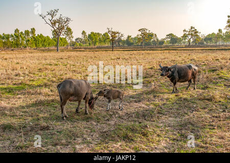 Wasser-Büffel-Mutter und Baby Essen Grass im Feld "Land" in Südost-Asien Stockfoto