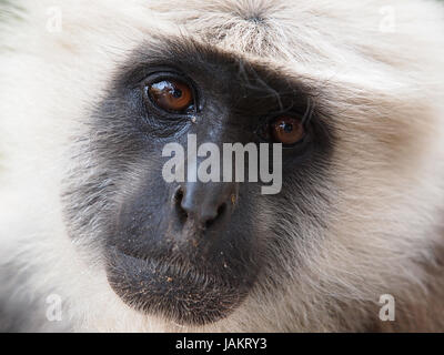 Closeup Portrait von Sead Affe Stockfoto