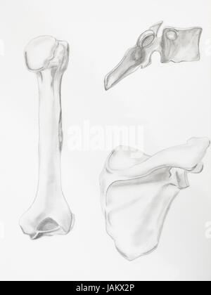 Detail des Humerus Knochen Bleistiftzeichnung auf weißem Papier Stockfoto