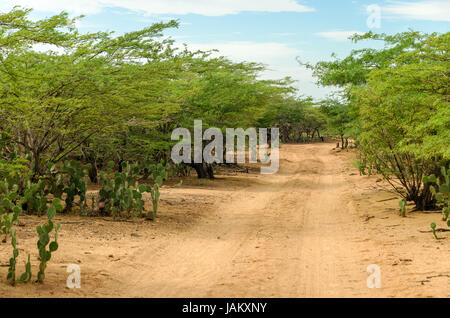 Feldweg vorbei durch und ariden Region in La Guajira, Kolumbien Stockfoto