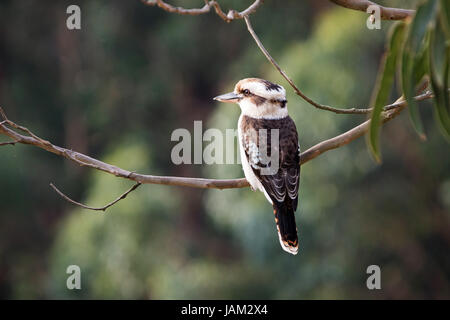 Kookaburra sitzt in der alten Gum Tree, Merry, Merry König der Bush er ist, lachen Kookaburra, Stockfoto